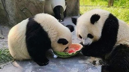 硬核请假与幕后真相：黄景瑜的另一面引爆吃瓜热潮🍉