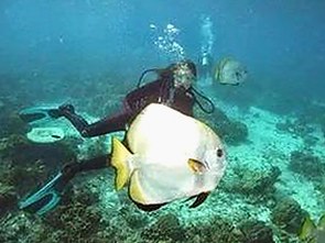 揭秘“吃瓜了”背后的网络文化现象与热议焦点🍉