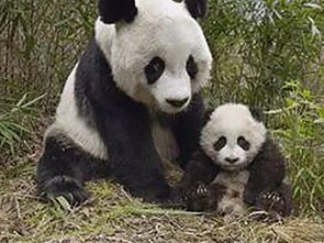 鄂尔多斯的明星聚光灯下：从煤炭城到娱乐新地标的蜕变