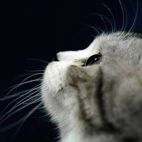 当下娱乐界热议话题：知名博主中原炮王的争议视频引发关注